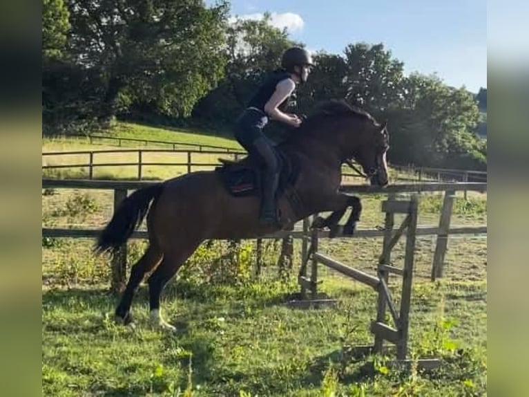 Welsh-C Merrie 9 Jaar 132 cm Roodbruin in Devon