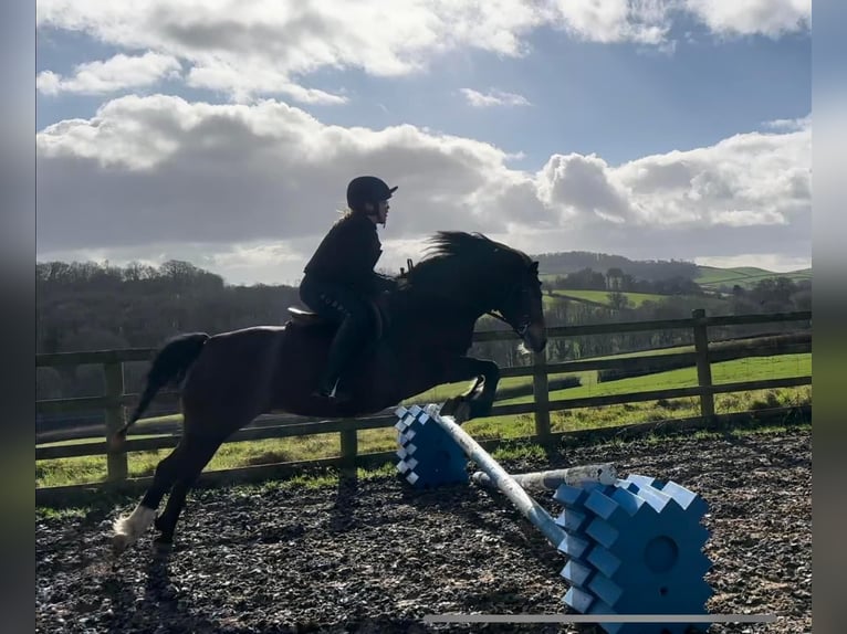 Welsh-C Merrie 9 Jaar 132 cm Roodbruin in Devon