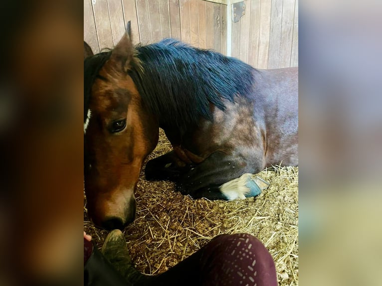 Welsh-C Merrie 9 Jaar 138 cm Donkerbruin in Lindlar