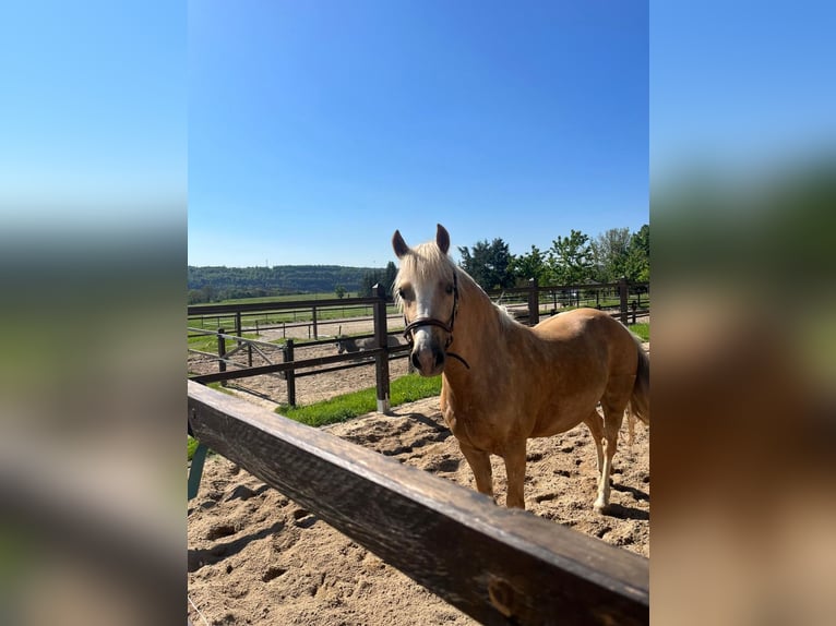 Welsh-C Merrie 9 Jaar 138 cm Palomino in Langenwetzendorf