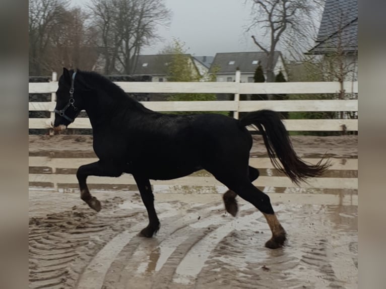 Welsh C (of Cob Type) Gelding 10 years 13.1 hh Black in Rheinböllen