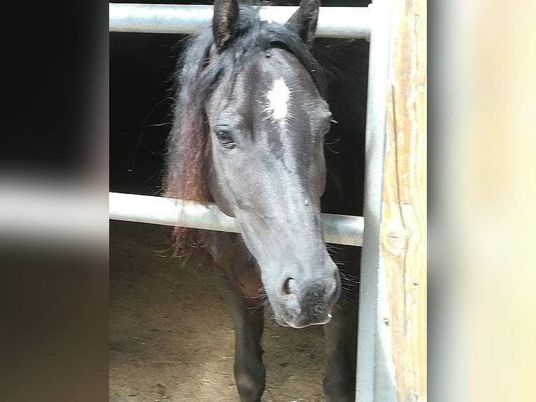 Welsh C (of Cob Type) Gelding 10 years 13 hh Black in Falkenberg