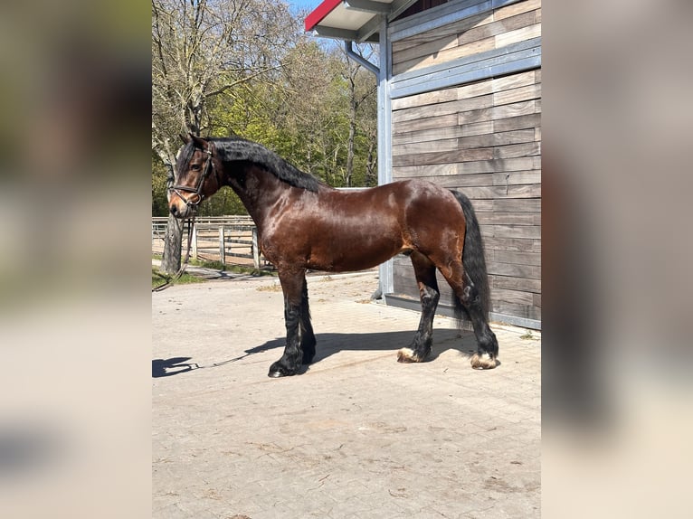 Welsh C (of Cob Type) Gelding 10 years 14.2 hh Bay-Dark in Leipzig