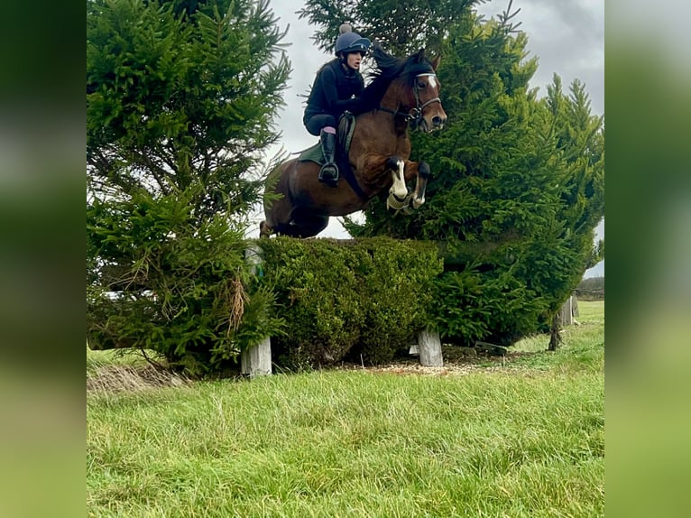 Welsh C (of Cob Type) Gelding 11 years 12,2 hh Bay in Larvik