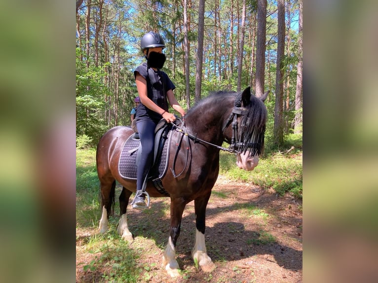 Welsh C (of Cob Type) Gelding 12 years 12,1 hh Black in Schönherrn
