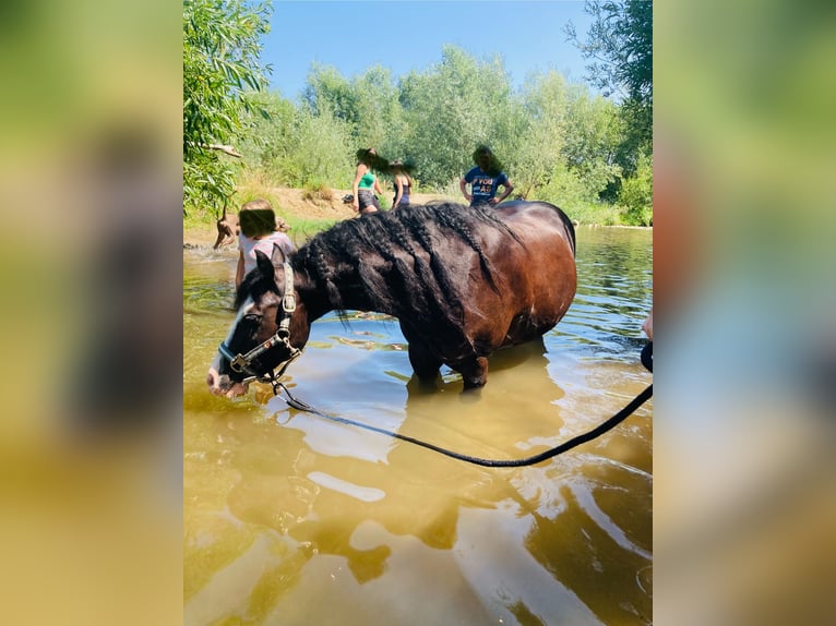 Welsh C (of Cob Type) Gelding 12 years 12,1 hh Black in Schönherrn