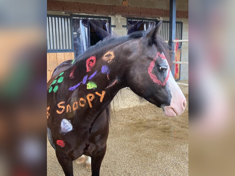 Welsh C (of Cob Type) Gelding 12 years 12,1 hh Black in Schönherrn