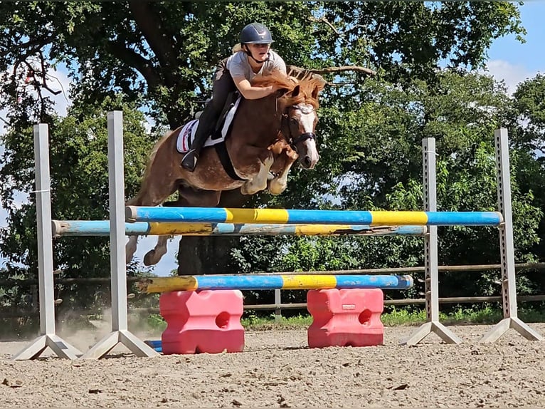 Welsh C (of Cob Type) Gelding 12 years 12,2 hh Chestnut-Red in Schaafheim