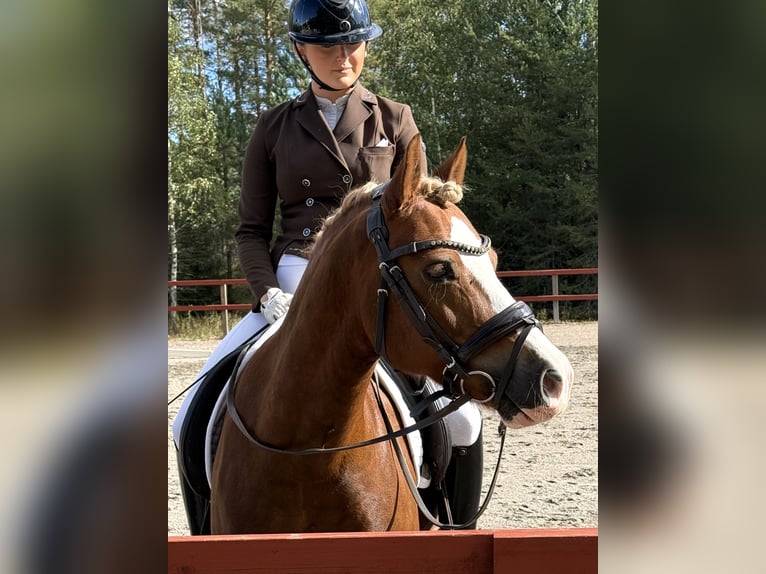 Welsh C (of Cob Type) Gelding 12 years 13.2 hh Chestnut in Söderhamn