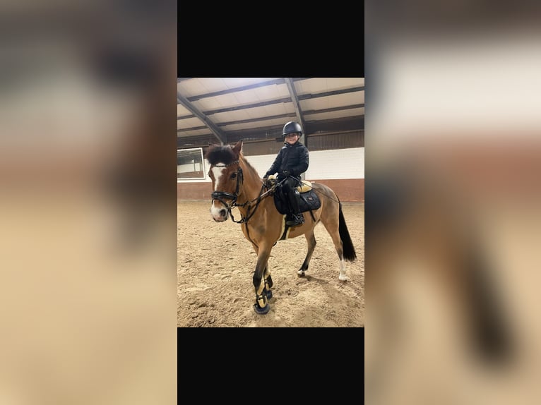 Welsh C (of Cob Type) Gelding 12 years 13.2 hh Dun in Kevelaer