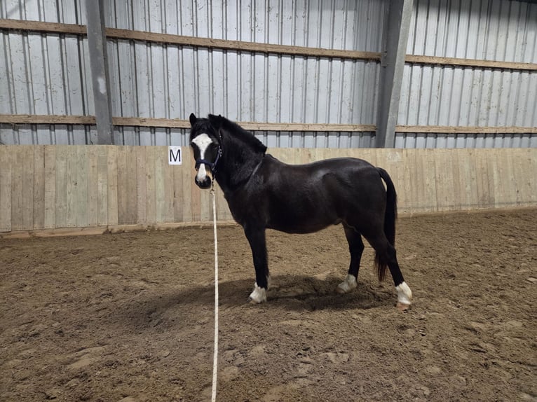 Welsh C (of Cob Type) Gelding 12 years 13.3 hh Brown in Malente