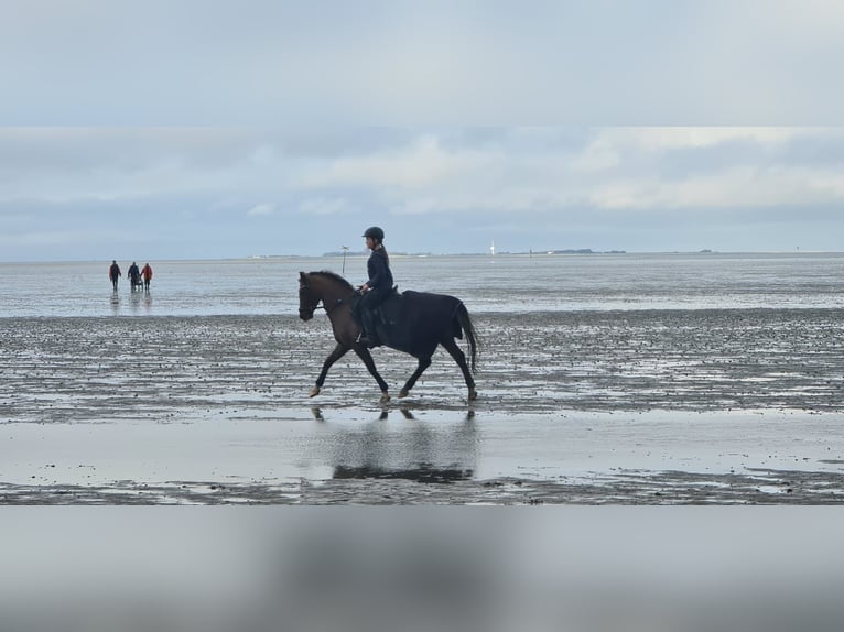 Welsh C (of Cob Type) Gelding 12 years 13,2 hh Chestnut in Lingen