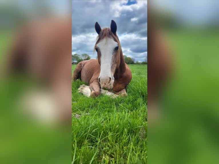 Welsh C (of Cob Type) Gelding 12 years 14,1 hh Chestnut-Red in Ostrohe