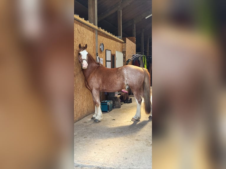 Welsh C (of Cob Type) Gelding 12 years 14,1 hh Chestnut-Red in Ostrohe
