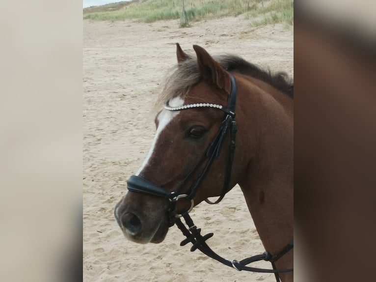 Welsh C (of Cob Type) Gelding 13 years 13,2 hh Chestnut in Lingen