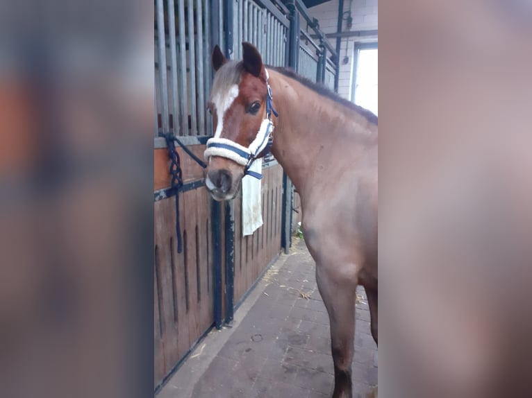 Welsh C (of Cob Type) Gelding 13 years 13,2 hh Chestnut in Lingen