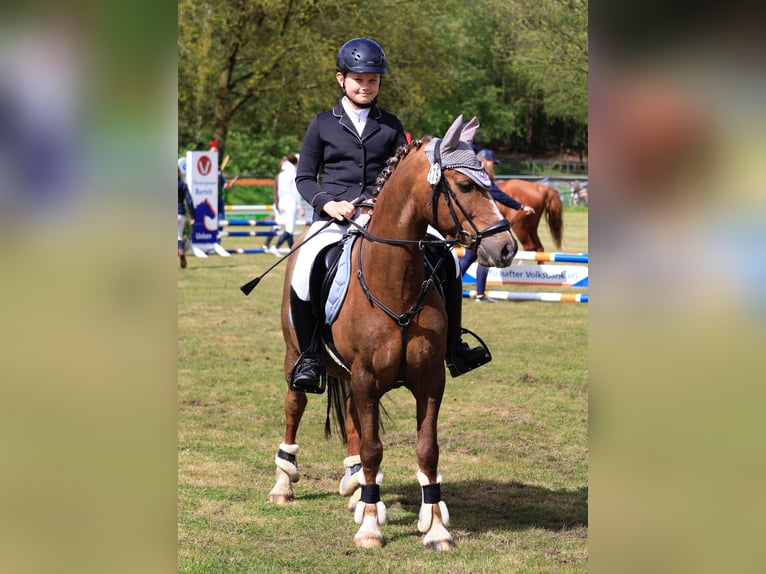 Welsh C (of Cob Type) Gelding 13 years 13,2 hh Chestnut in Lingen