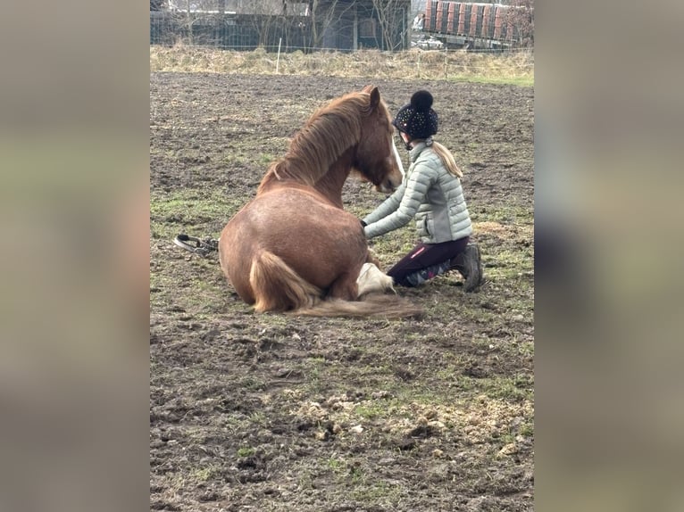 Welsh C (of Cob Type) Gelding 13 years 14,1 hh Chestnut in Heide