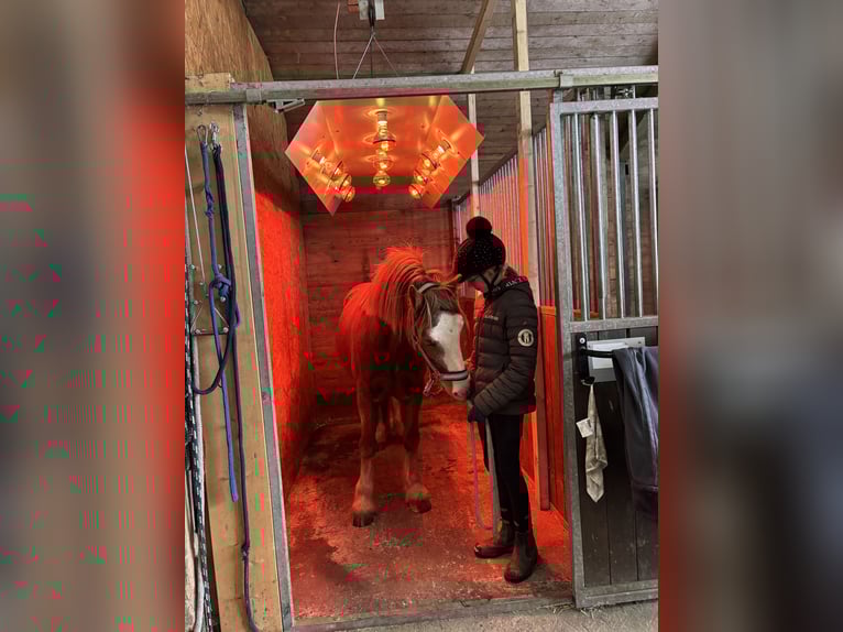 Welsh C (of Cob Type) Gelding 13 years 14,1 hh Chestnut in Heide