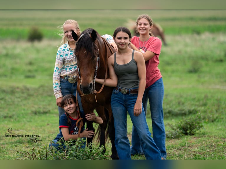 Welsh C (of Cob Type) Mix Gelding 13 years Bay in Clover