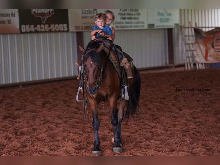 Welsh C (of Cob Type) Mix Gelding 13 years Bay in Clover