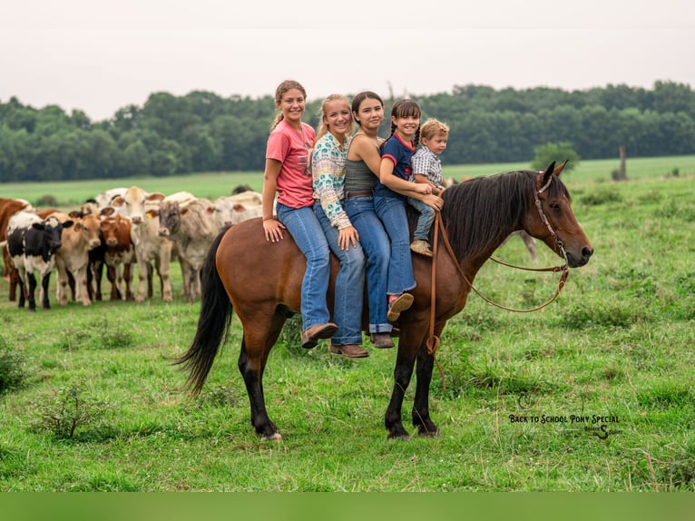 Welsh C (of Cob Type) Mix Gelding 13 years Bay in Clover