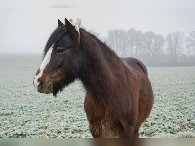 Welsh C (of Cob Type) Gelding 14 years 12.1 hh Brown in Neumarkt-Sankt Veit