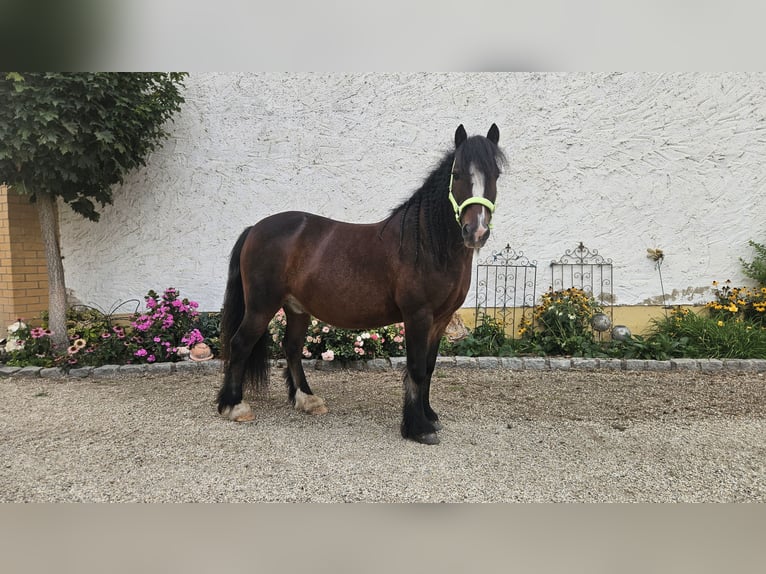Welsh C (of Cob Type) Gelding 14 years 12.1 hh Brown in Neumarkt-Sankt Veit