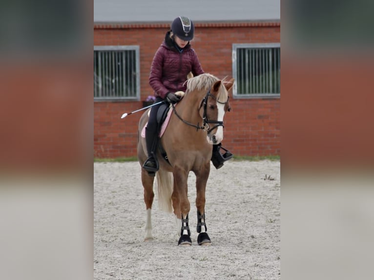 Welsh C (of Cob Type) Gelding 14 years 13 hh Chestnut-Red in Siemianowice Śląskie