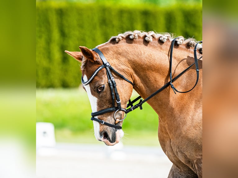 Welsh C (of Cob Type) Gelding 14 years 13 hh Chestnut-Red in Siemianowice