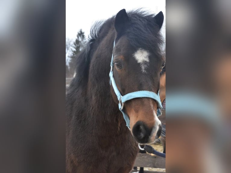Welsh C (of Cob Type) Gelding 15 years 12,2 hh Brown in Thüringen