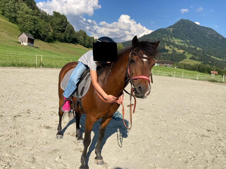 Welsh C (of Cob Type) Gelding 15 years 12,2 hh Brown in Thüringen