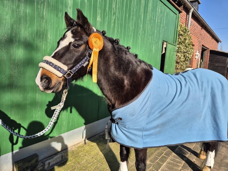 Welsh C (of Cob Type) Gelding 15 years 13,2 hh Bay-Dark in L&#xFC;dinghausen