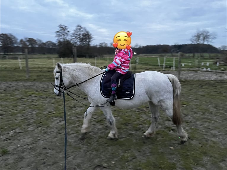 Welsh C (of Cob Type) Gelding 16 years 12.3 hh Grey-Dapple in Kutenholz