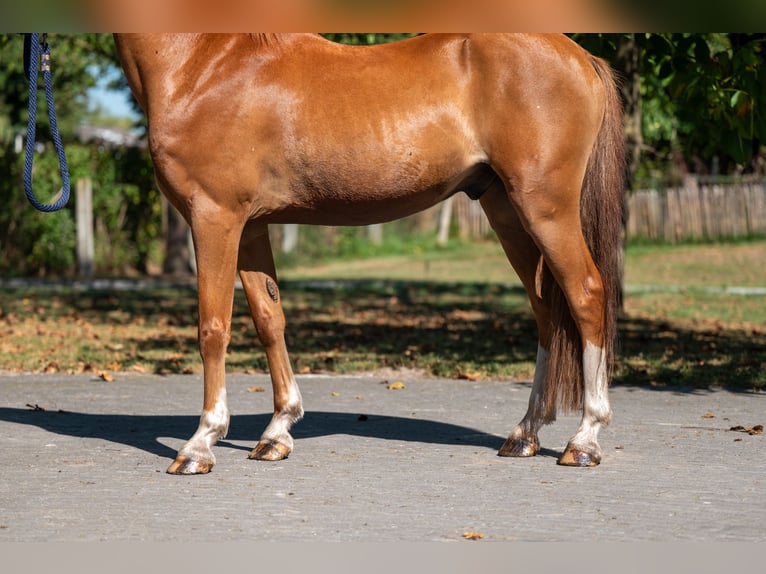 Welsh C (of Cob Type) Gelding 16 years 12,2 hh Chestnut-Red in GROTE-BROGEL