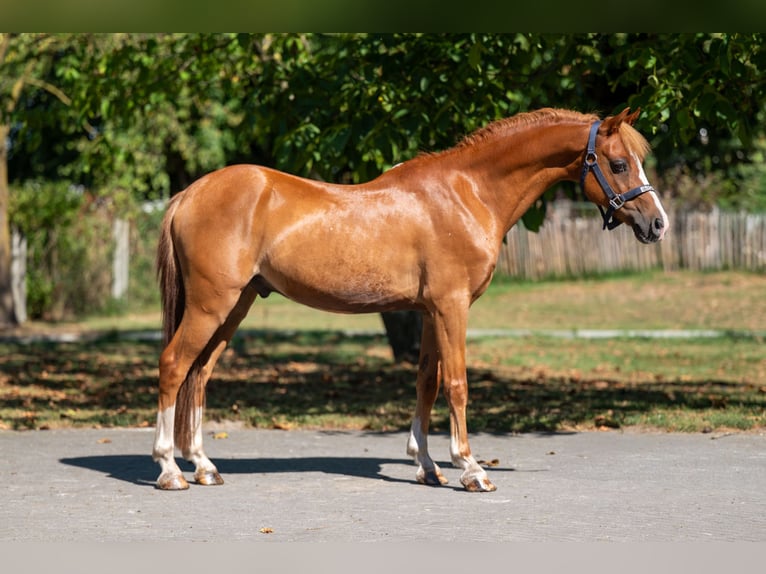 Welsh C (of Cob Type) Gelding 16 years 12,2 hh Chestnut-Red in GROTE-BROGEL
