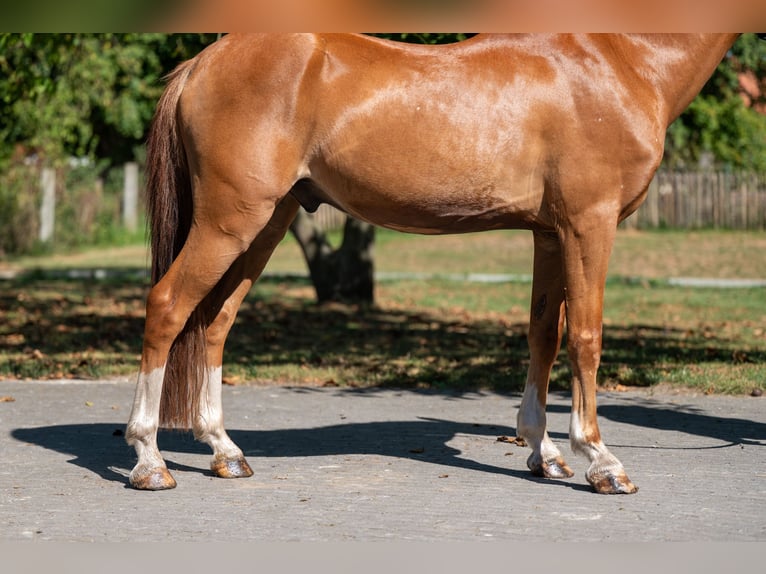 Welsh C (of Cob Type) Gelding 16 years 12,2 hh Chestnut-Red in GROTE-BROGEL