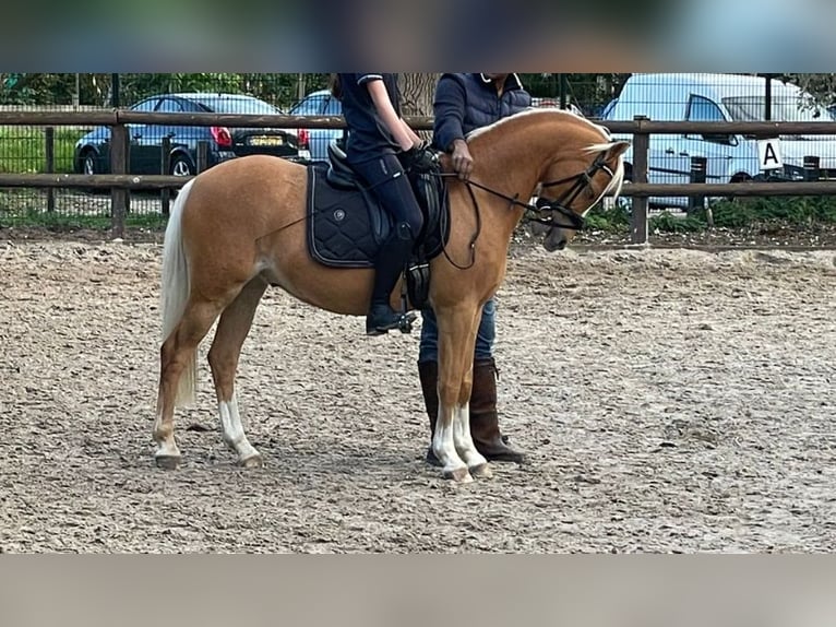 Welsh C (of Cob Type) Gelding 20 years 12,2 hh Palomino in Rotterdam