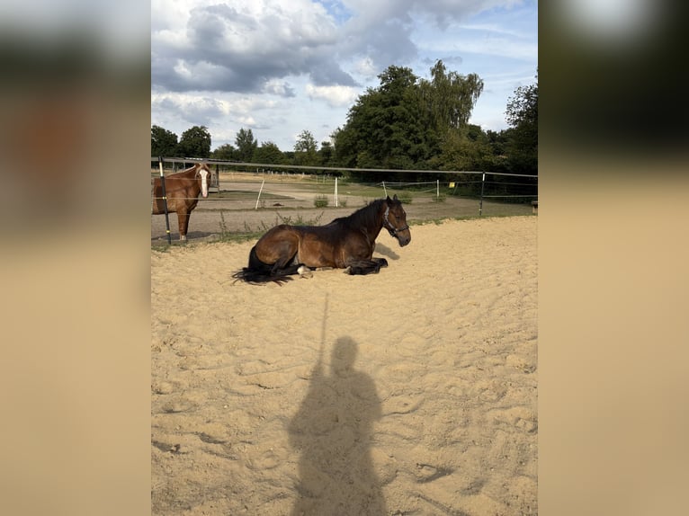 Welsh C (of Cob Type) Gelding 21 years 14,1 hh Brown in Greven Welsh C (of Cob Type) Gelding 21 years 14,1 hh Brown in Greven