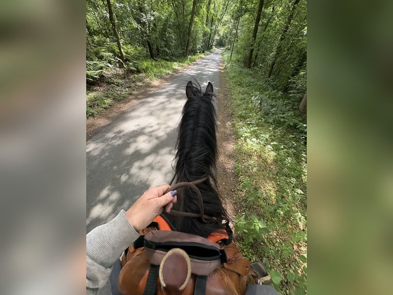 Welsh C (of Cob Type) Gelding 21 years 14,1 hh Brown in Greven Welsh C (of Cob Type) Gelding 21 years 14,1 hh Brown in Greven