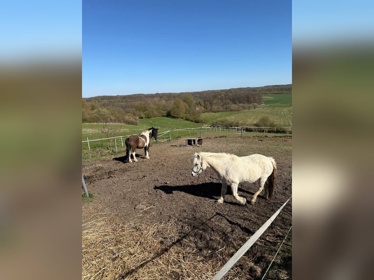 Welsh C (of Cob Type) Mix Gelding 22 years 13.2 hh Grey in Siemz-Niendorf