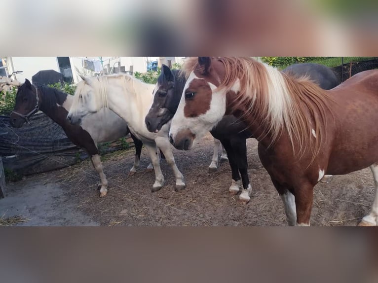 Welsh C (of Cob Type) Mix Gelding 23 years 12.2 hh Black in Rostock