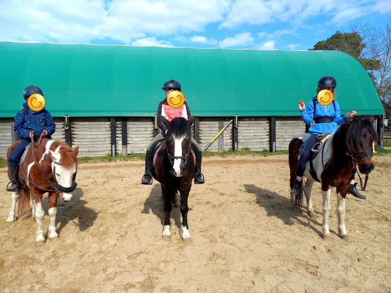 Welsh C (of Cob Type) Mix Gelding 23 years 12.2 hh Black in Rostock