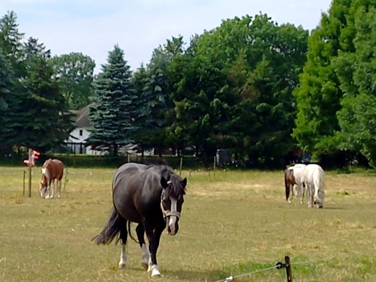 Welsh C (of Cob Type) Mix Gelding 23 years 12.2 hh Black in Rostock