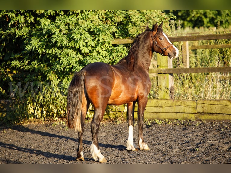 Welsh C (of Cob Type) Gelding 2 years 13.2 hh Brown in Meerbusch