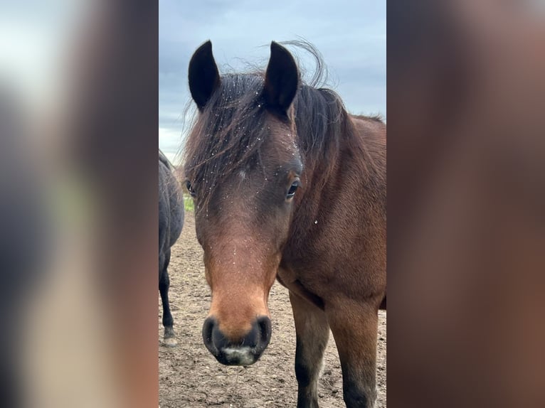 Welsh C (of Cob Type) Gelding 2 years 13,1 hh Brown in Kerpen