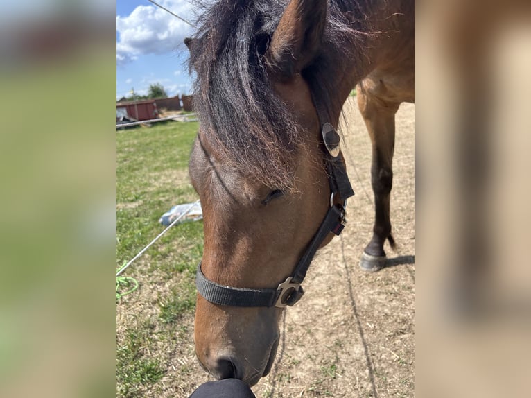 Welsh C (of Cob Type) Gelding 2 years 13,1 hh Brown in Kerpen