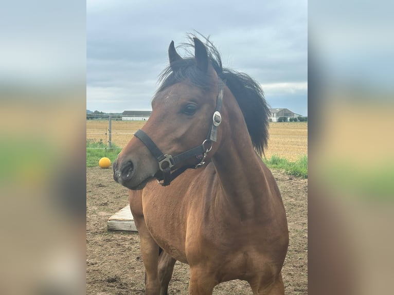 Welsh C (of Cob Type) Gelding 2 years 13,1 hh Brown in Kerpen