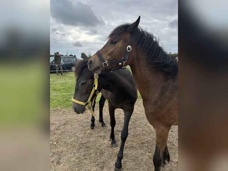Welsh C (of Cob Type) Gelding 2 years 13,1 hh Brown in Kerpen