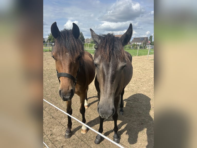 Welsh C (of Cob Type) Gelding 2 years 13,1 hh Brown in Kerpen